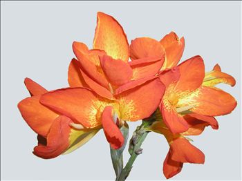 Canna Orange Punch